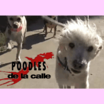 Poodles-cuadrado